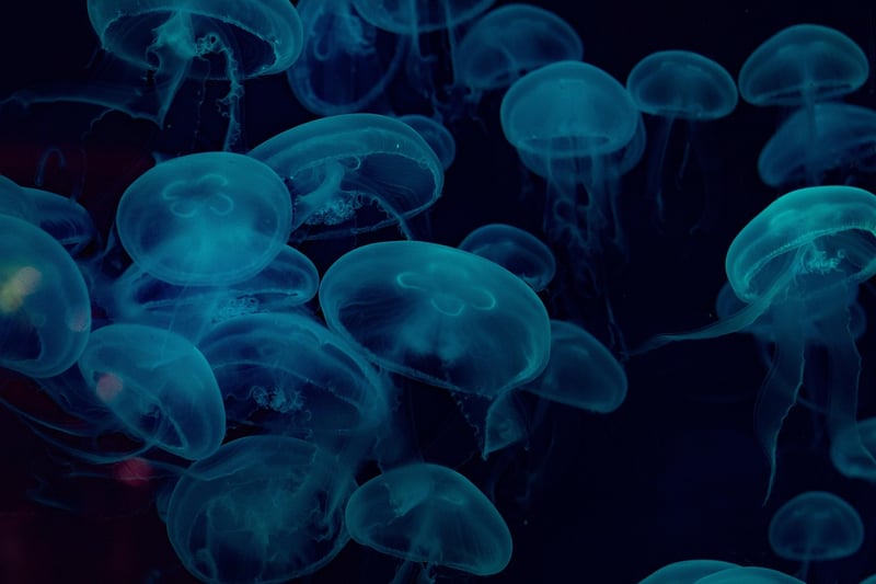 Deep Sea Exploration